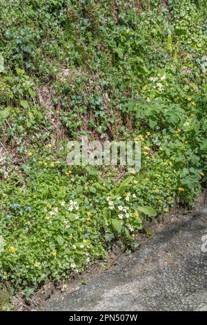 Gelbe Blüten von Lesser Celandine / Ranunculus ficaria, Ficaria verna & Primrose / Primula vulgaris in der Frühlingssonne. Beide Heilpflanzen. Stockfoto