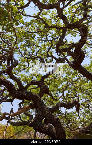 Verdrehter Baum in Cerrado biome (brasilianische Savannen), einem BiodiversitätsHotspot im brasilianischen Hochland (Grenzgebiet zwischen den Minas Gerais Bahia-Staaten). Stockfoto