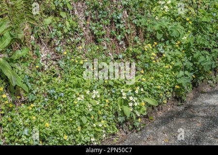 Gelbe Blüten von Lesser Celandine / Ranunculus ficaria, Ficaria verna & Primrose / Primula vulgaris in der Frühlingssonne. Beide Heilpflanzen. Stockfoto