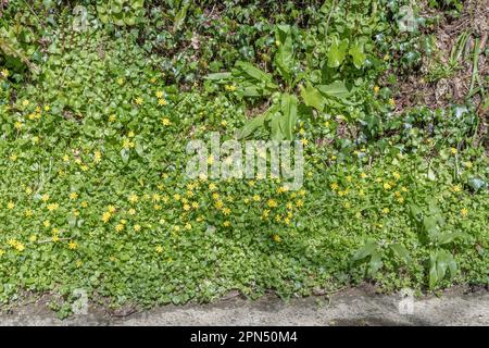 Gelbe Blüten von Lesser Celandine / Ranunculus ficaria, Ficaria verna & Primrose / Primula vulgaris in der Frühlingssonne. Beide Heilpflanzen. Stockfoto