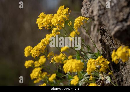 Nahaufnahme der Aurinia saxatilis-Blüten auf einem Kalksteingestein im tschechischen Karst, seichter Fokus. Stockfoto