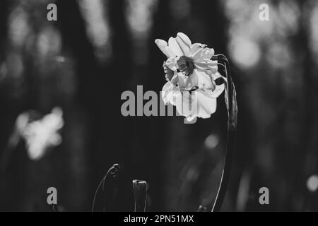 Blumen Narzissen im Frühling in der Sonne in den Parks der Stadt Dnipro in der Ukraine, schwarz-weiß Stockfoto