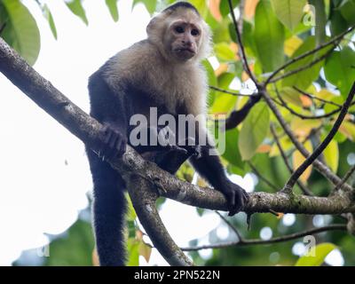 Mittelamerikanischer weißer Kapuziner (Cebus-Imitator) in Drake Bay, Osa-Halbinsel Stockfoto