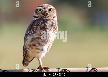 Burrowing Owl, Athene cunicularia oder Speotyto cunicularia im Porträt Stockfoto