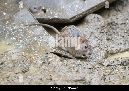 Braune Ratte (Rattus norvegicus), die sich während einer Regendusche von Trümmern aus einem Vogeltisch ernährt Stockfoto