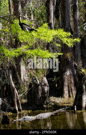 American Alligator, Allligator mississippiensis, gleitet im Big Cypress Sumpf unter Cypress-Zweigen mit einem männlichen Anhinga Anhinga Stockfoto