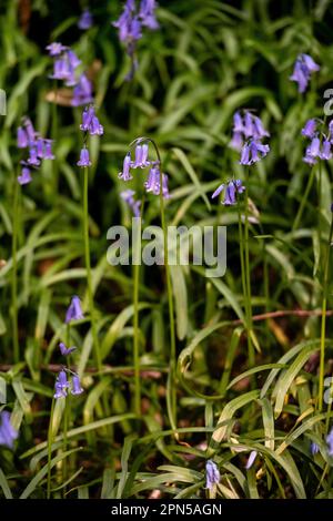 Bluebells auf dem Waldboden Sussex Wood Stockfoto