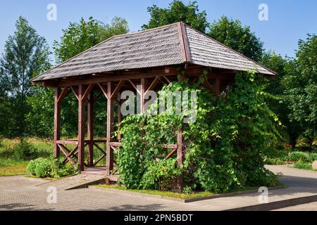 Holzpavillon im Garten oder im Sommergarten. Summerhouse Pergola mit Weinblättern. Stockfoto