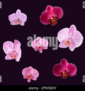 Orchideenset auf dunkellila Hintergrund isoliert. Orchideenblumen für Design und für nahtlose Muster. Stockfoto