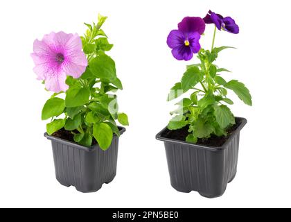 Pansies viola tricolor und Petunia Blüten in Plastiktöpfen, isoliert auf weiß. Stockfoto