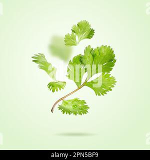 Herabfallende frische Korianderblätter fliegen auf hellgrünem Hintergrund. Fliegende Koriander-Blätter. Organische grüne Gewürze. Schwimmend in der Luft, kreativ Stockfoto