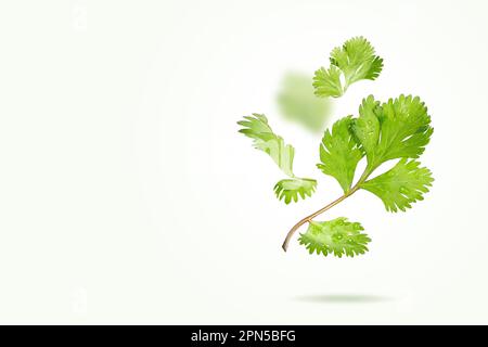 Fliegende frische Korianderblätter auf hellgrünem Hintergrund. Herabfallende Koriander-Blätter. Organische grüne Gewürze. Schweben in der Luft Essen Kreatives Konzept Stockfoto