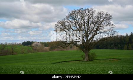 Einsamer Baum ohne Blätter auf dem Land in England unter blauem Himmel mit Wolken Stockfoto