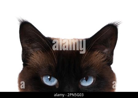 Siamesische Katze mit blauen Augen spähen isoliert auf weißem Stockfoto