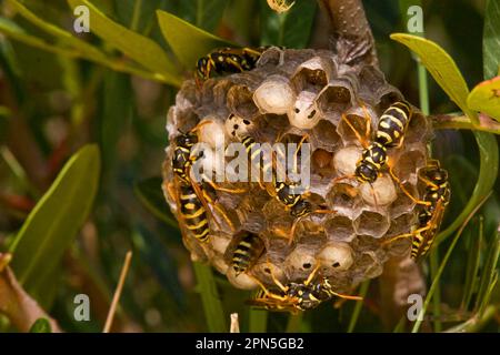 Feldwespe, Polistes gallicus, Papierwespe Stockfoto