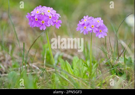 Vogelaugen-Primrose (Primula farinosa), Vogelaugen-Primrose Stockfoto