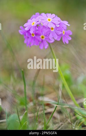 Vogelaugen-Primrose (Primula farinosa), Vogelaugen-Primrose Stockfoto