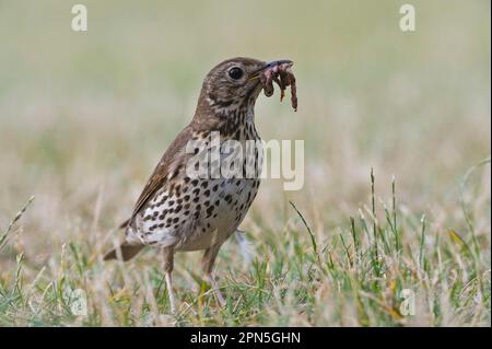 Wacholderdrossel, Fieldfare (Turdus pilaris) Stockfoto