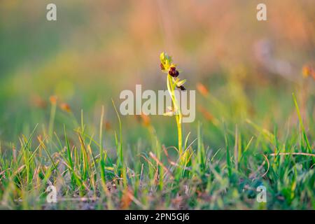 Spinnenragwurz Early (Ophrys sphegodes) Spider Orchid Stockfoto