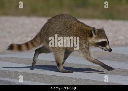 Waschbaer, Waschbär (Procyon lotor) Stockfoto