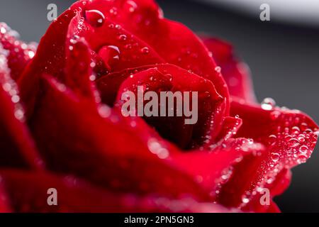 Eine rote Rose, deren Knospe vollständig mit Tropfen reinen Wassers bedeckt ist, eine Nahaufnahme und Details einer roten Rosenknospe in Wassertröpfchen Stockfoto
