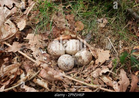 Eurasischer Holzhahn (Scolopax rusticola) vier Eier im Nest, inmitten von Eichenblättern im Wald, Peak District, Derbyshire, England, Vereinigtes Königreich Stockfoto