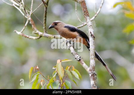 Bornean Treepie (Dendrocitta cinerascens), Erwachsener, sitzt auf einem Ast im Wald, Gunung Kinabalu, Sabah, Borneo, Malaysia Stockfoto