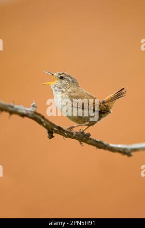 Eurasian Wren (Troglodytes troglodytes), männlicher Erwachsener, singend, hoch oben auf Bromble, Suffolk, England, Vereinigtes Königreich Stockfoto