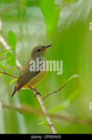 Orangenbauch-Blütenspecht (Dicaeum trigonostigma rubropygium) unreif, hoch oben auf einem Zweig, Thailand Stockfoto