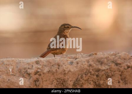 Weißer Kehlkopf (Upucerthia albigula), Erwachsener, auf dem Boden stehend, Putre, Nordchilen Stockfoto