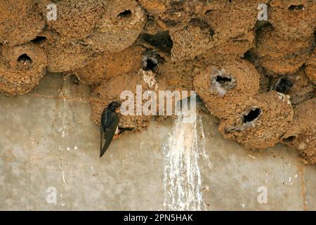 Südafrikanische Cliff Swallow (Petrochelidon spilodera), Erwachsene, im Schlammnest in einer Nistkolonie unter der Brücke, Südafrika Stockfoto