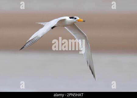 Chinesische Seezunge (Thalasseus bernsteini), ausgewachsen, nicht zuchtendes Gefieder, im Flug über Sandbank, Minjiang Mündung, Provinz Fujian, China Stockfoto