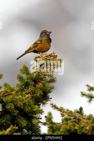 Weißschnabel (Mycerobas carnipes carnipes), ausgewachsene Frau, sitzt auf Nadelbäumen nahe der Schneelinie, Ili-Alatau N. P. Almaty, Kasachstan Stockfoto