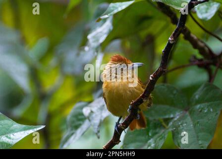 Gebarrter Antschrike (Thamnophilus doliatus), gebarter Antschrike, Singvögel, Tiere, Vögel, Gesperrte Antschrike, Erwachsene Frau, hoch oben auf dem Zweig, Tobago Stockfoto