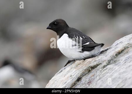 Little Auk (alle) Erwachsener, Sommerzucht, auf Felsen im Regen sitzend, Fulglesongen, Spitsbergen, Svalbard Stockfoto