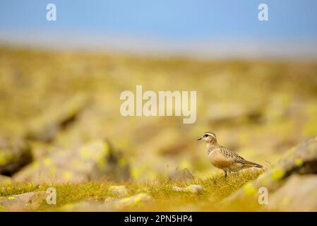 Eurasischer Dotterel (Charadrius morinellus) unreif, steht während der Herbstwanderung zwischen Felsen, Dolomiten, italienische Alpen, Italien Stockfoto