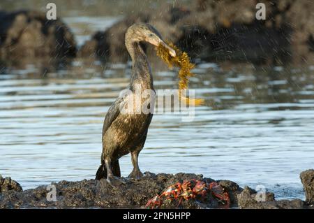 Fliegender Kormoran (Nannopterum harrasi), männlich, ausgewachsen, mit Seetang, Nistmaterial Geschenk, Punta Albemarle, ssIsabela, Galapagosinseln Stockfoto