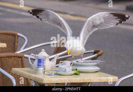 Europäische Heringsmull (Larus argentatus), Erwachsene, Zuchthupfer, Essen vom Couchtisch stehlen, Sennen Cove, Sennen, Cornwall, England, Vereint Stockfoto