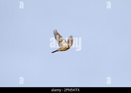 Fieldfare (Turdus pilaris), Erwachsener, im Flug, Norfolk, England, Großbritannien Stockfoto