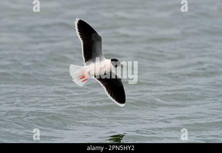 Little Gull (Larus minutus) adult, Zucht Gefieder, im Flug über Wasser, Seaforth, Merseyside, England, Vereinigtes Königreich Stockfoto