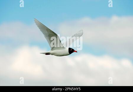 Mittelmeer-Möwe (Larus melanocephalus), Erwachsener, Zuchtrupfer, im Flug, Merseyside, England, Vereinigtes Königreich Stockfoto