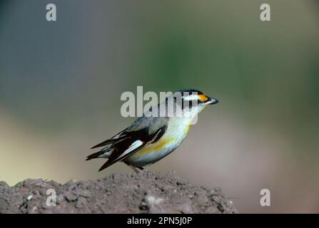 Gestreifte Pardalote (Pardalotus striatus), gestreifte Pardalotenvögel, gestreifte Panthervögel, Singvögel, Tiere, Vögel, Schwarzkopf-Pardaloten-Seite Stockfoto