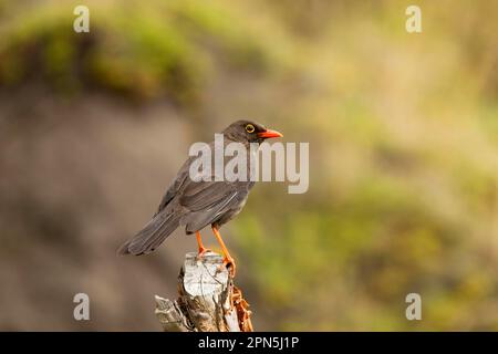 Große Soor (Turdus Fuscater), Riesenstrauße, Singvögel, Tiere, Vögel, Great Thrush Erwachsener, hoch oben auf Stumpf, Anden, Ecuador Stockfoto