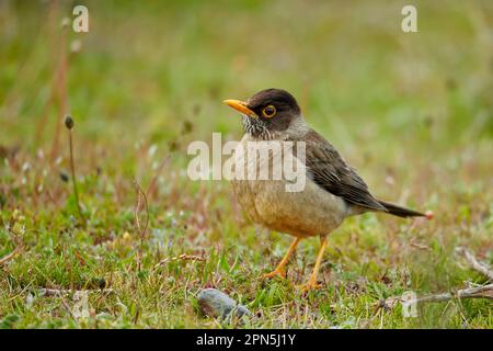 Australischer Thrush (Turdus falcklandii magellanicus), Erwachsener, auf dem Boden stehend, Torres del Paine N. P. Südpatagonien, Chile Stockfoto
