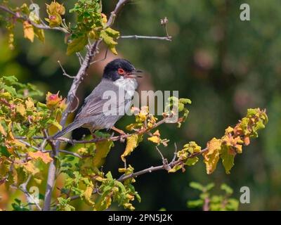 Sardinian Warbler (Sylvia melanocephala) männlicher Erwachsener, singend, hoch oben auf dem Zweig, Bevölkerungswachstum und Kolonisierung der Insel, Zypern Stockfoto