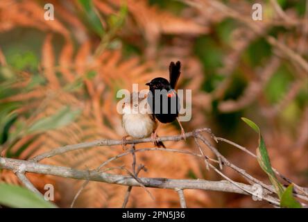 Rotkehlchen (Malurus melanocephalus), Rotkehlchen, Rotkehlchen, Singvögel, Tiere, Vögel, rote Feen, Erwachsener Stockfoto