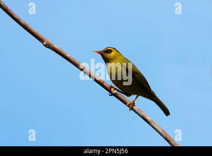 Schwarzringiger Weißauge, Schwarzringauge, Singvögel, Tiere, Vögel, Mountain Blackeye (Chlorocharis emiliae), Erwachsener, hoch oben auf der Crocker Range Stockfoto