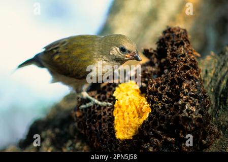 Taveta Honeyguide, Spechte, Tiere, Vögel, Pallid Honeyguide (Indicator meliphilus) Fütterung von Bienenwachs, Athi River, Kenia, April (S) Stockfoto