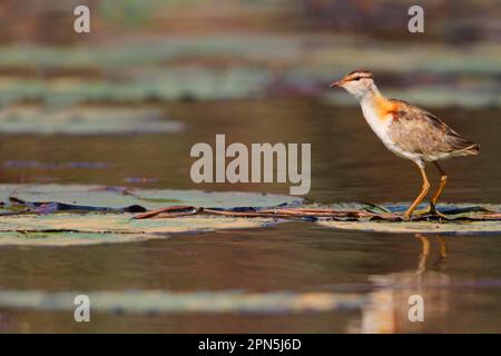 Lesser Jacana, Lesser Leaf Chicken, Lesser Jacana, Tiere, Vögel, Wader, kleiner Jacana (Microparra capensis), Erwachsener, steht auf Wasserlilien-Pads Stockfoto