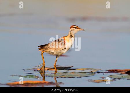 Lesser Jacana, Lesser Leaf-Hähnchen, Lesser Leaf-Hähnchen, Tiere, Vögel, Wader, kleiner Jacana (Microparra capensis), Erwachsener, auf Wasserlilien-Pads Stockfoto